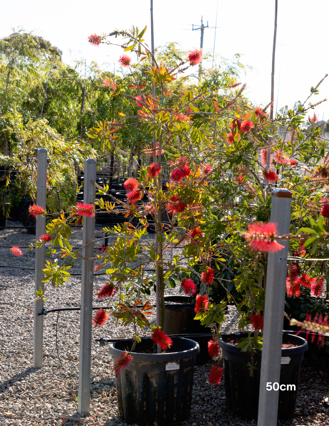 Callistemon citrinus 'Endeavour' - Evergreen Trees Direct