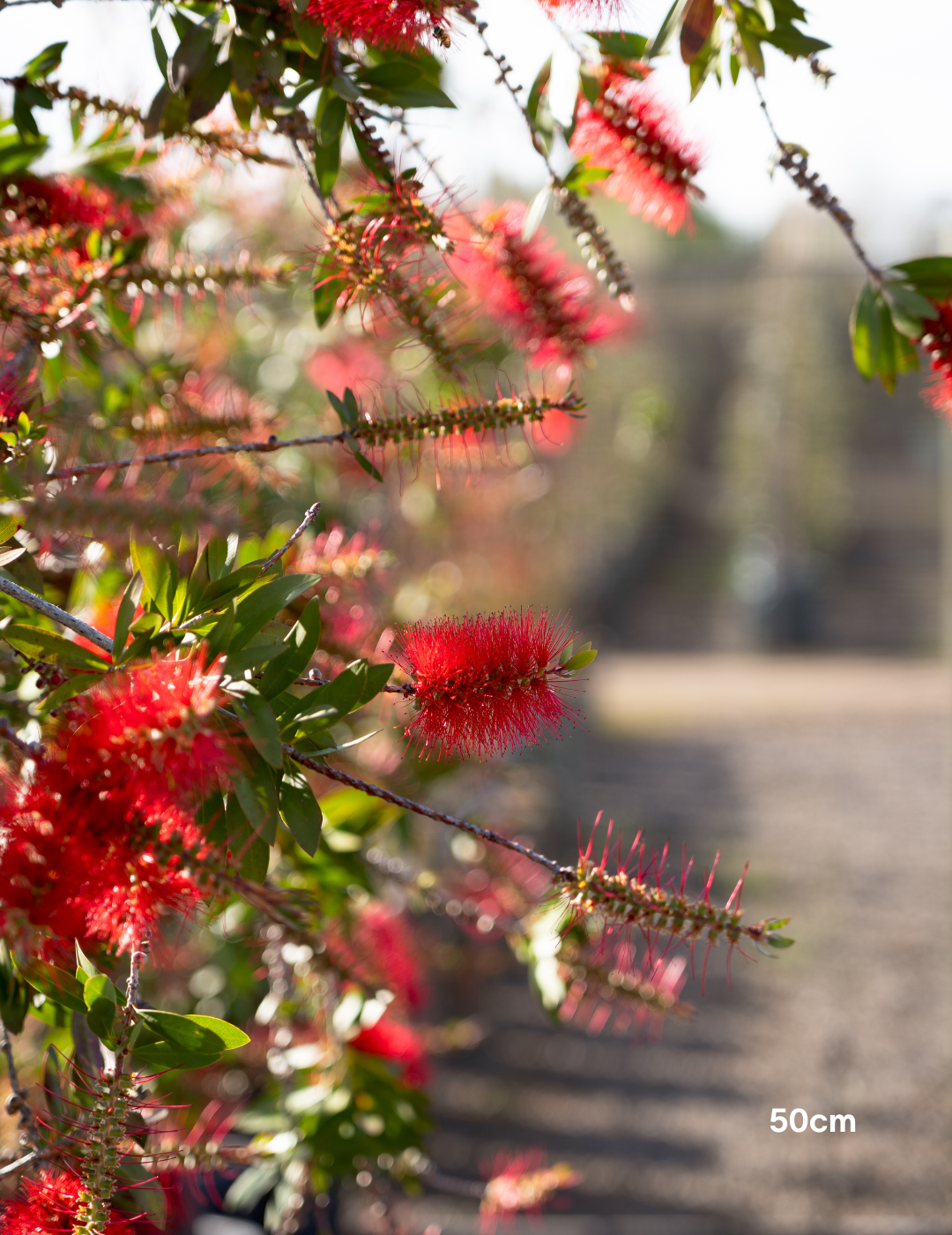 Callistemon citrinus 'Endeavour' - Evergreen Trees Direct
