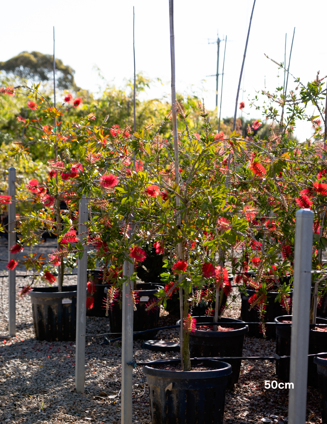 Callistemon citrinus 'Endeavour' - Evergreen Trees Direct