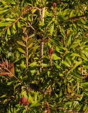 Callistemon citrinus 'Endeavour' - Evergreen Trees Direct