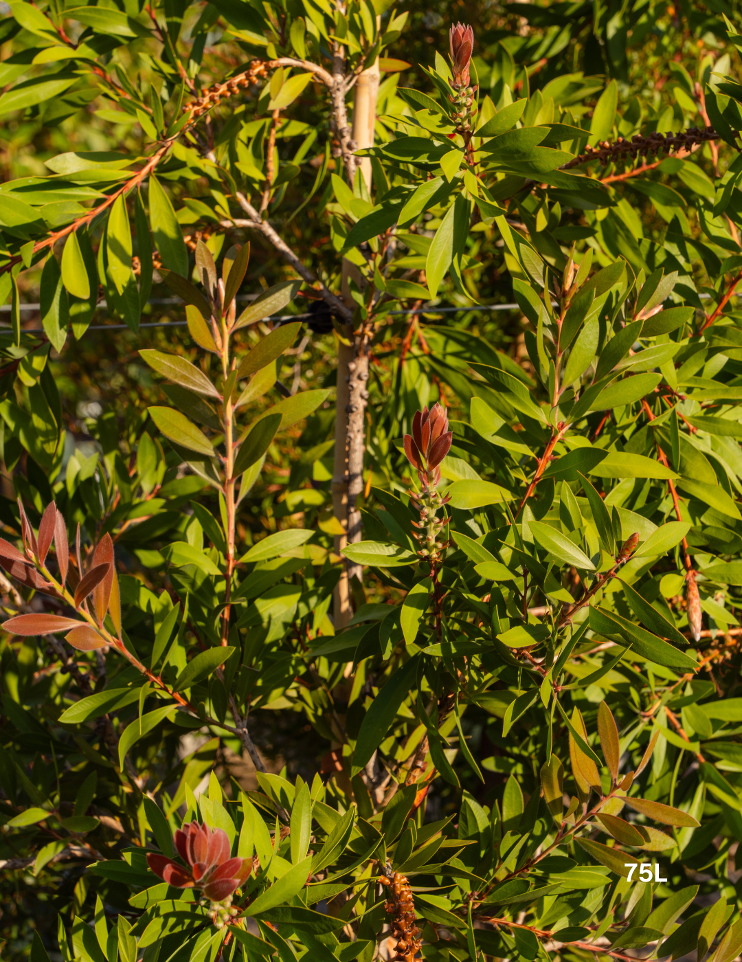 Callistemon citrinus 'Endeavour' - Evergreen Trees Direct