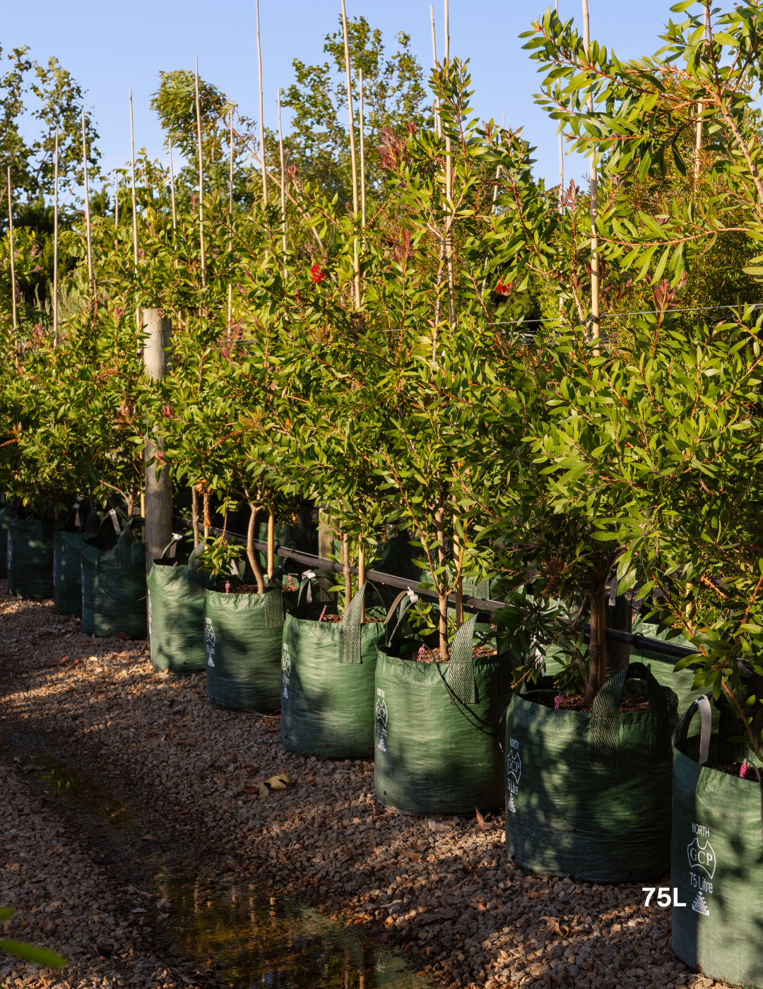 Callistemon citrinus 'Endeavour' - Evergreen Trees Direct