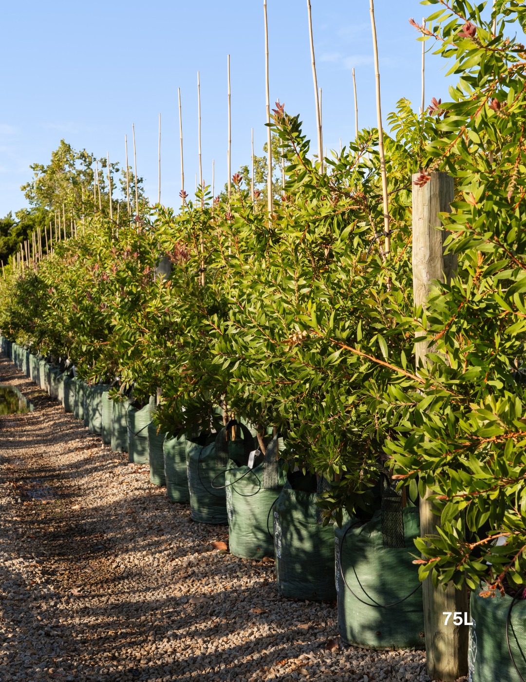 Callistemon citrinus 'Endeavour' - Evergreen Trees Direct