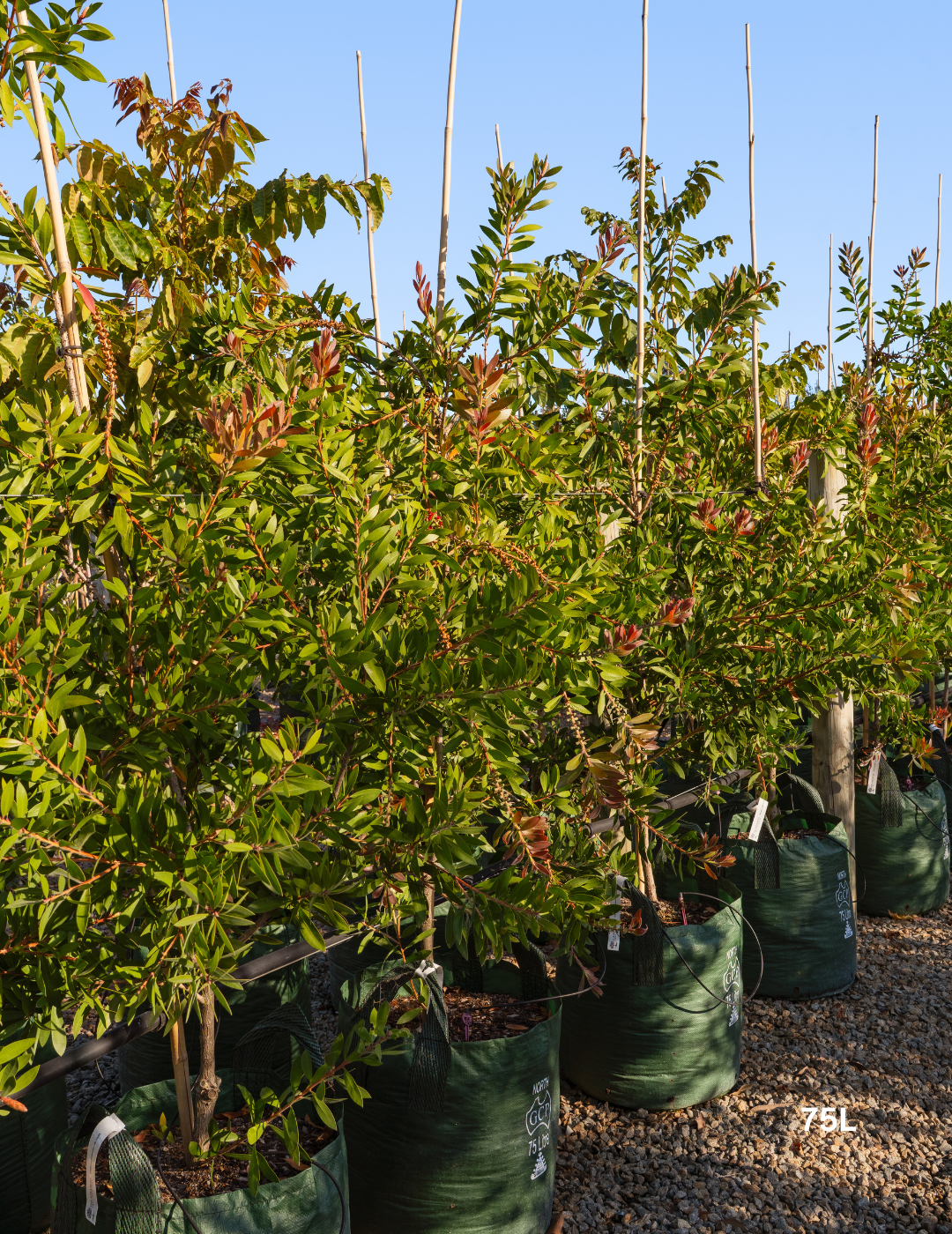 Callistemon citrinus 'Endeavour' - Evergreen Trees Direct
