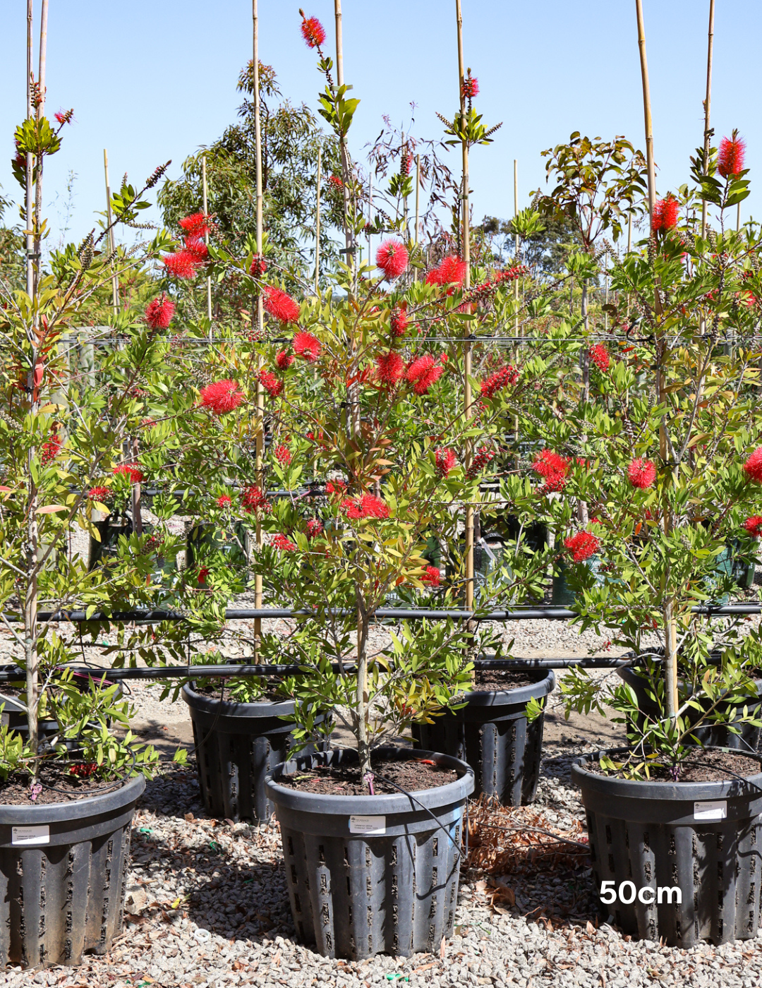 Callistemon 'Endeavour' - Evergreen Trees Direct