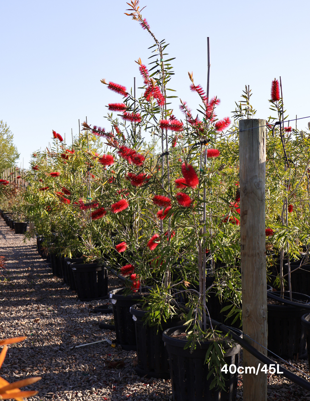 Callistemon citrinus 'Harkness' - Evergreen Trees Direct