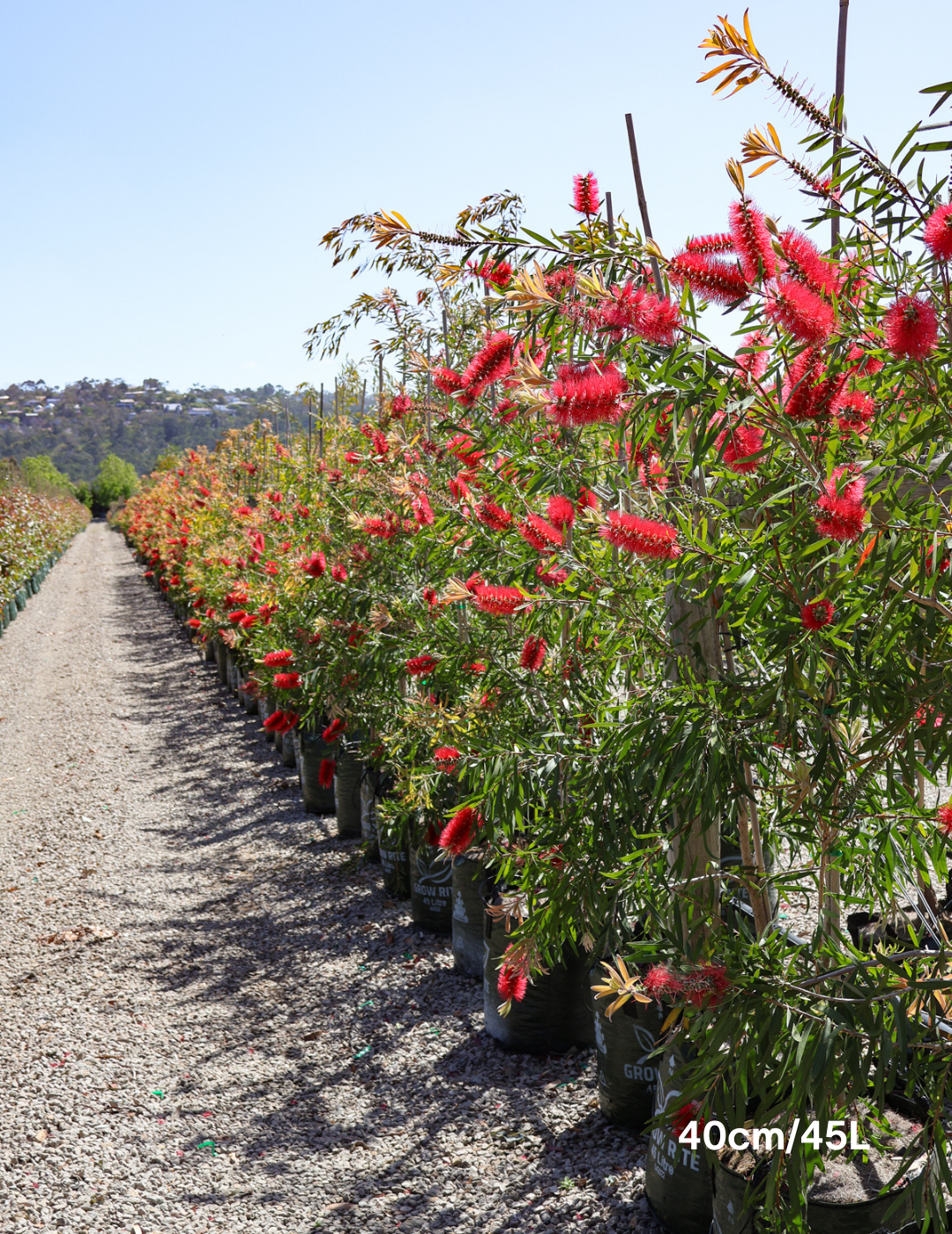 Callistemon citrinus 'Harkness' - Evergreen Trees Direct