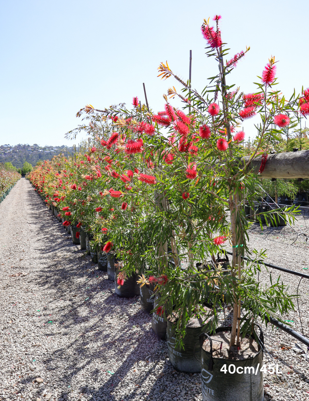 Callistemon citrinus 'Harkness' - Evergreen Trees Direct