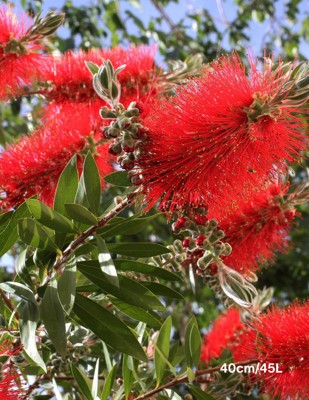 Callistemon citrinus 'Harkness' - Evergreen Trees Direct