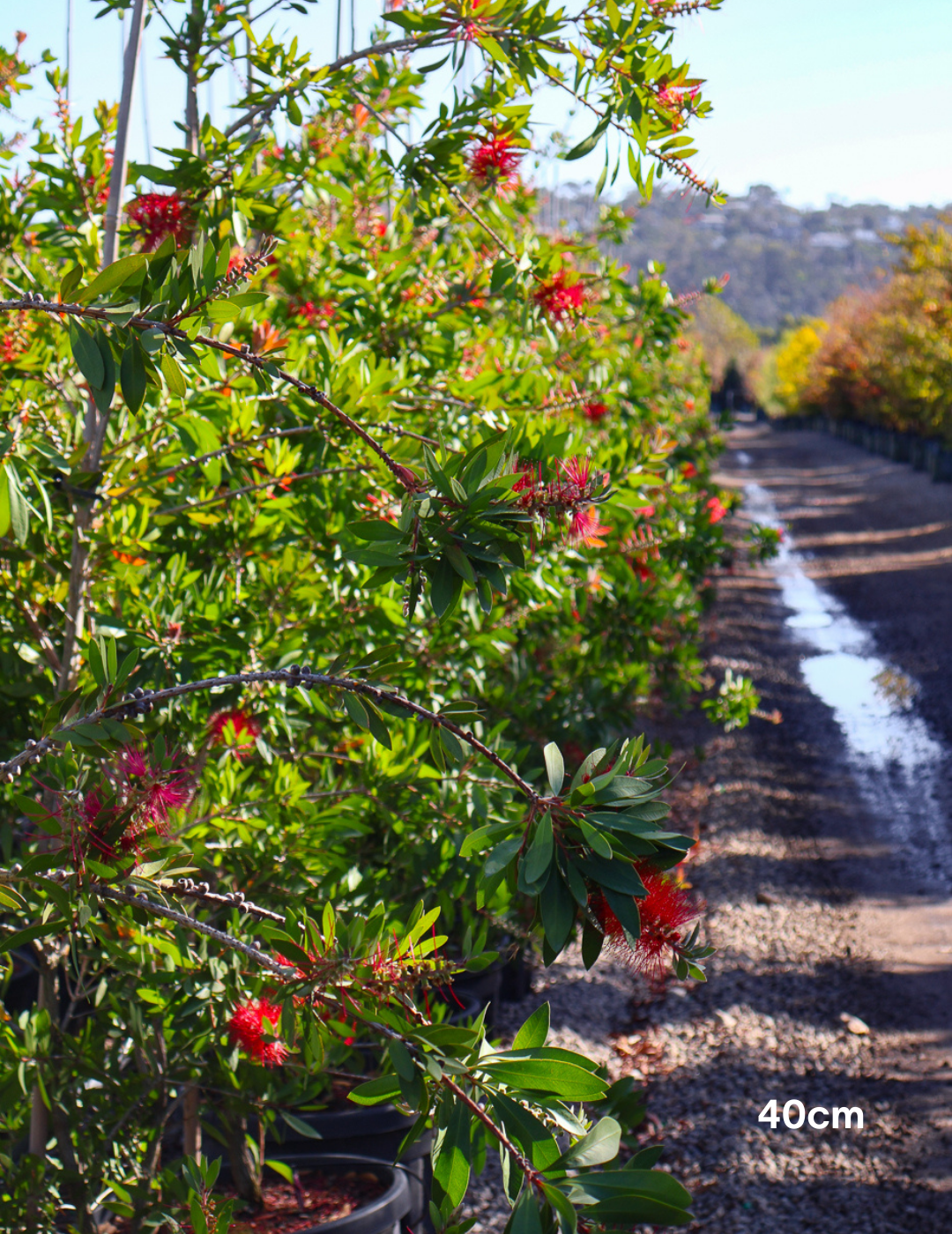 Callistemon 'Endeavour' - Evergreen Trees Direct