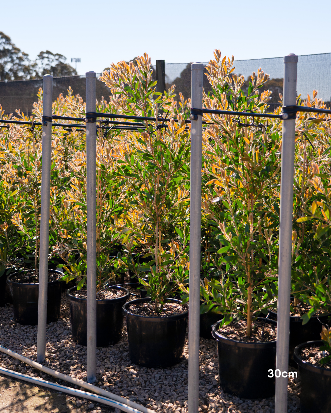 Callistemon citrinus 'Endeavour'