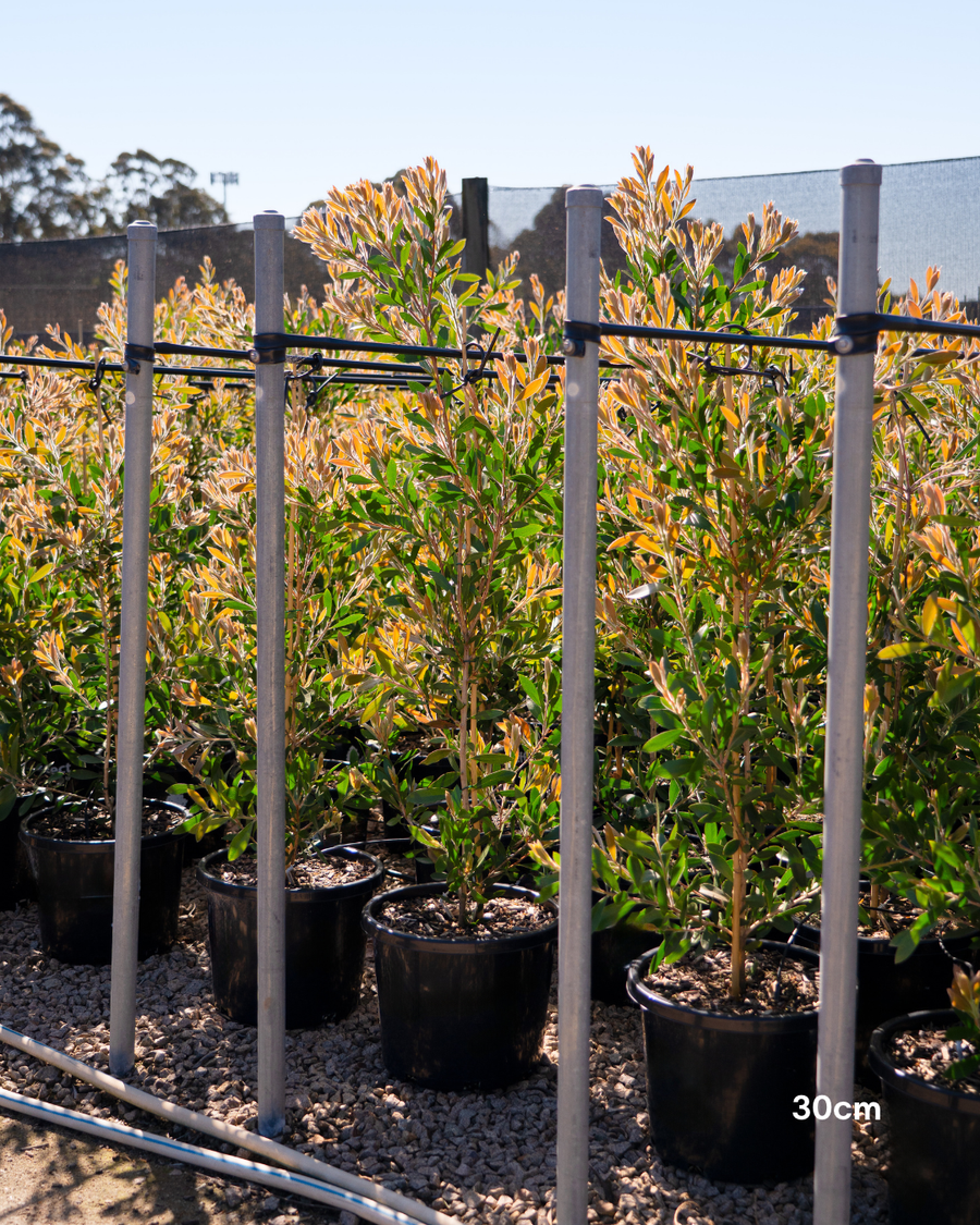 Callistemon citrinus 'Endeavour'