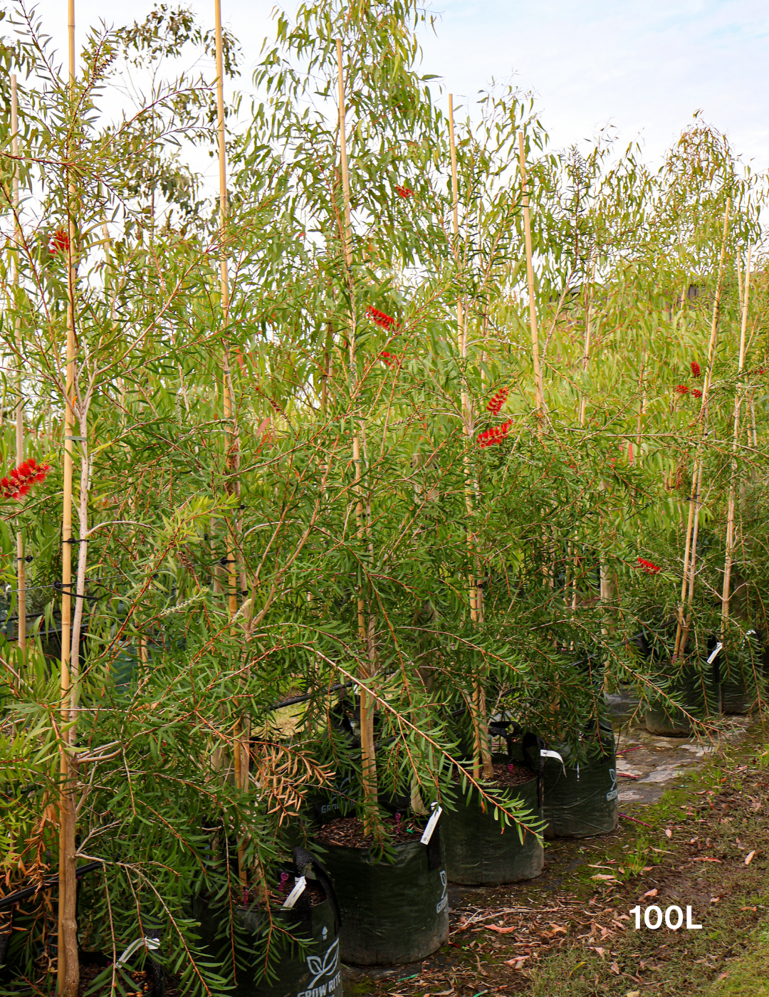 Callistemon citrinus x viminalis 'KPS' - Bottle Brush - Evergreen Trees Direct