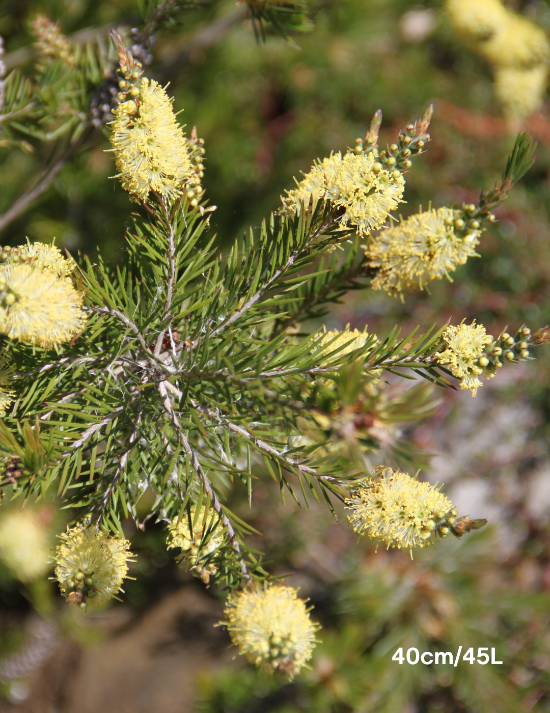 Callistemon sieberi - Evergreen Trees Direct