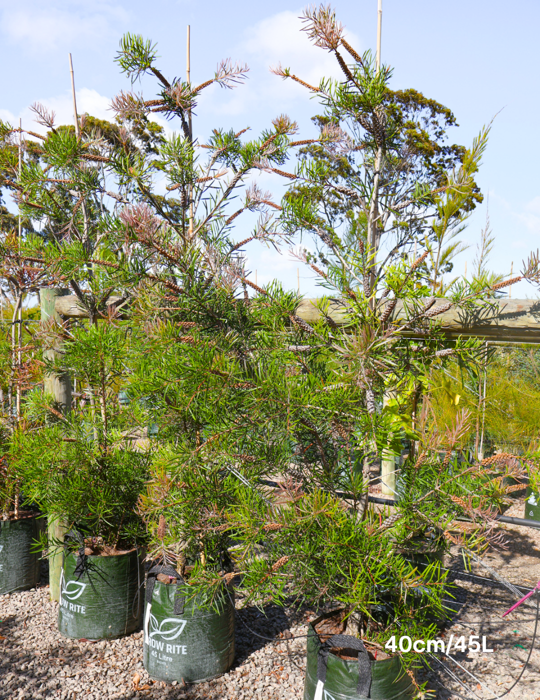 Callistemon sieberi - Evergreen Trees Direct