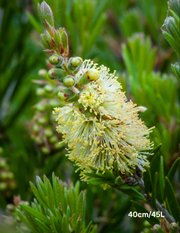 Callistemon sieberi - Evergreen Trees Direct