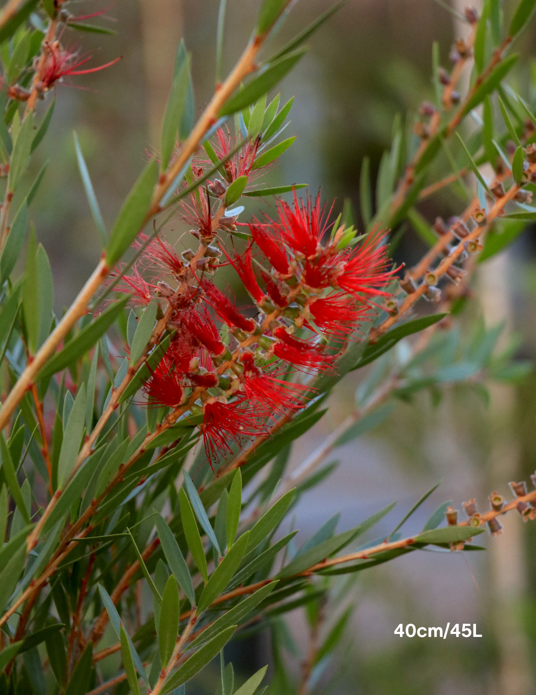 Callistemon Viminalis 'Slim' - Evergreen Trees Direct