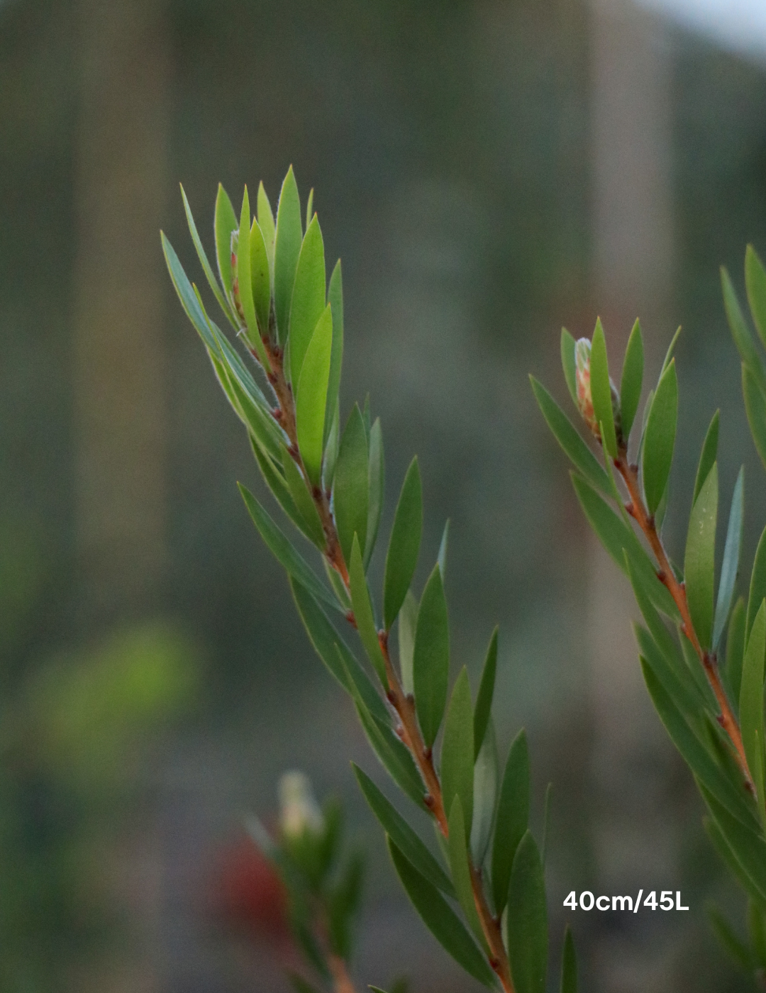 Callistemon Viminalis 'Slim' - Evergreen Trees Direct