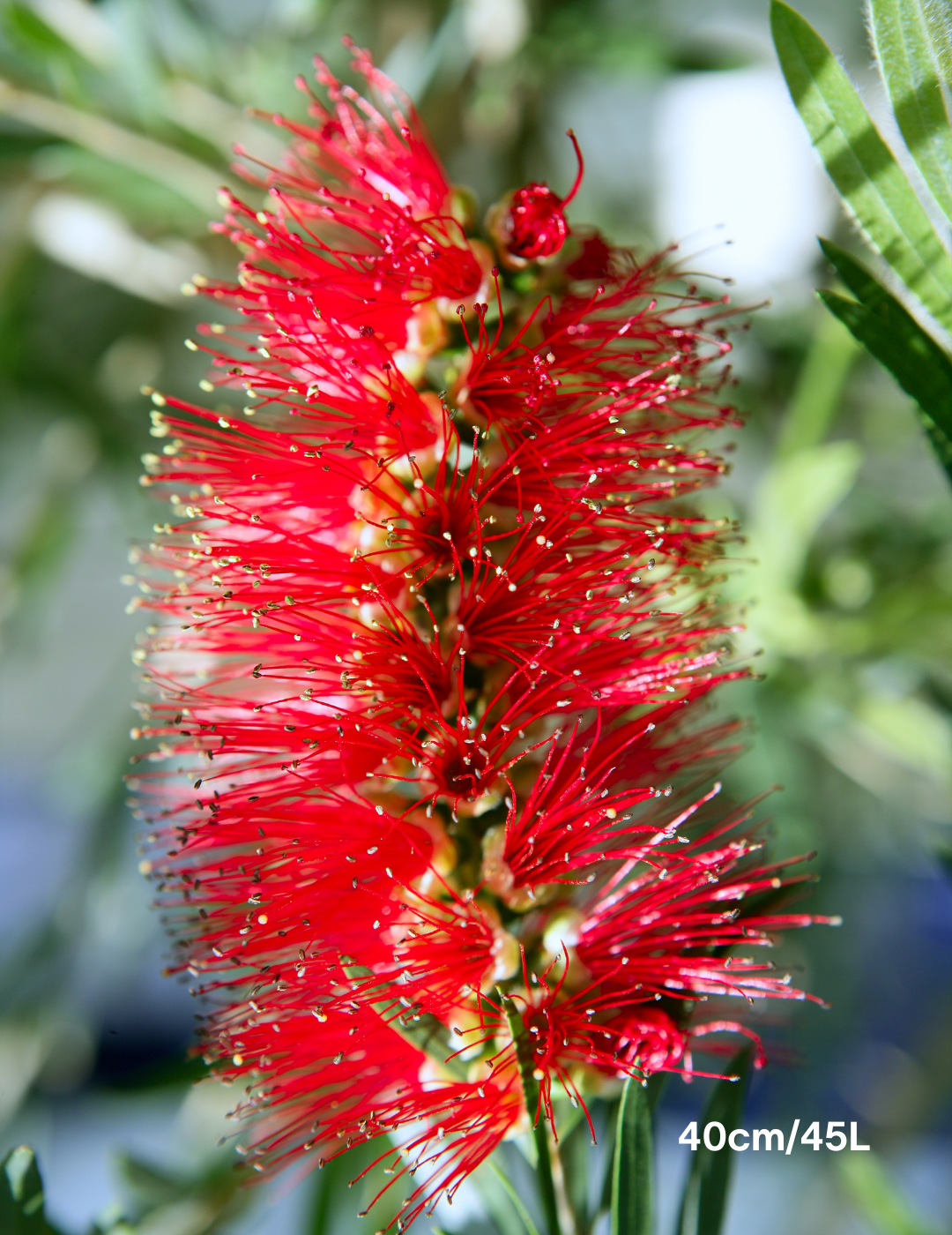 Callistemon viminalis 'Dawson River Weeper' - Evergreen Trees Direct