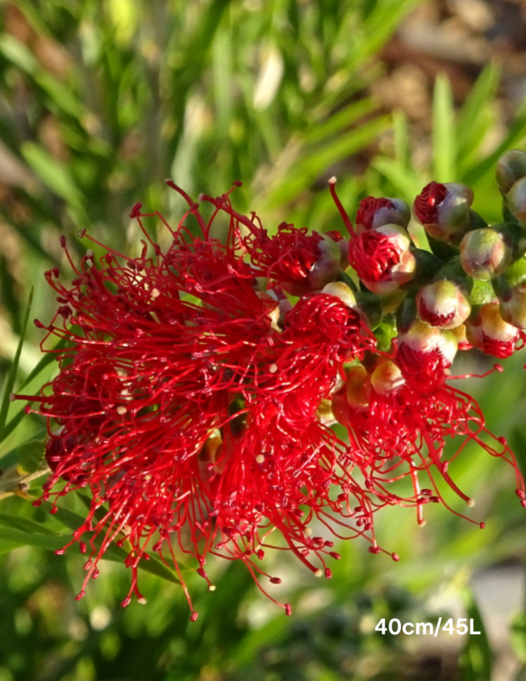 Callistemon viminalis 'Dawson River Weeper' - Evergreen Trees Direct