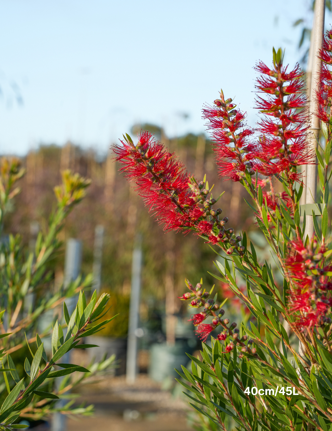 Callistemon Viminalis 'Slim' - Evergreen Trees Direct
