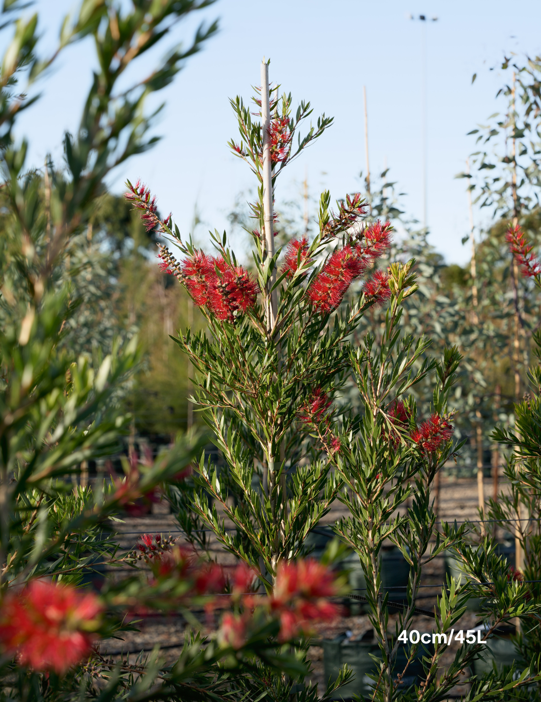 Callistemon Viminalis 'Slim' - Evergreen Trees Direct