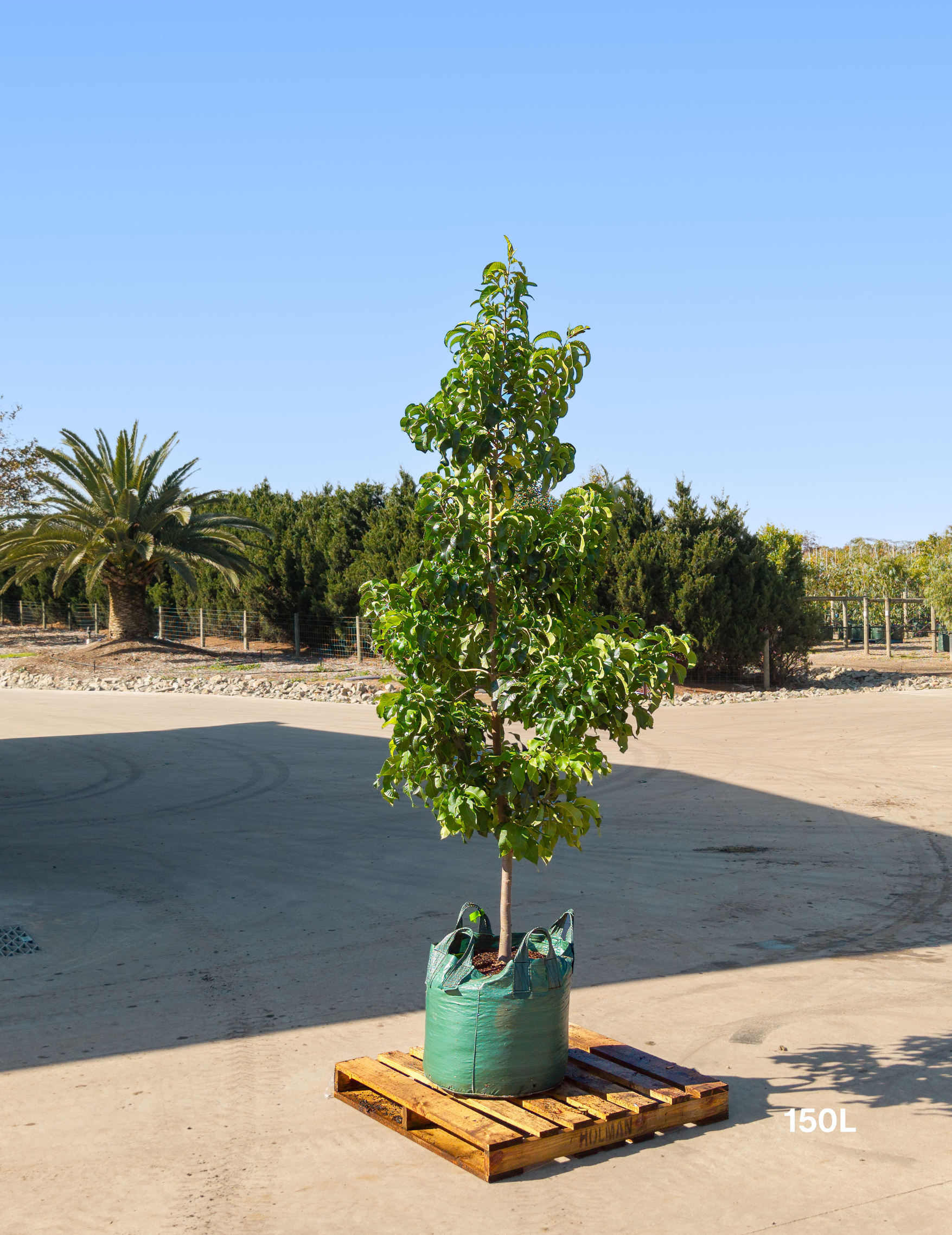 Calodendrum capense – Cape Chestnut