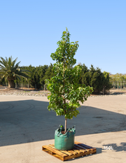 Calodendrum capense – Cape Chestnut