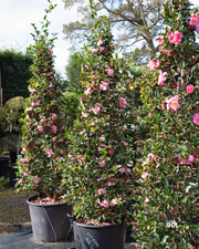 Camellia sasanqua 'Lucinda' Cone – Lucinda Camellia Cone