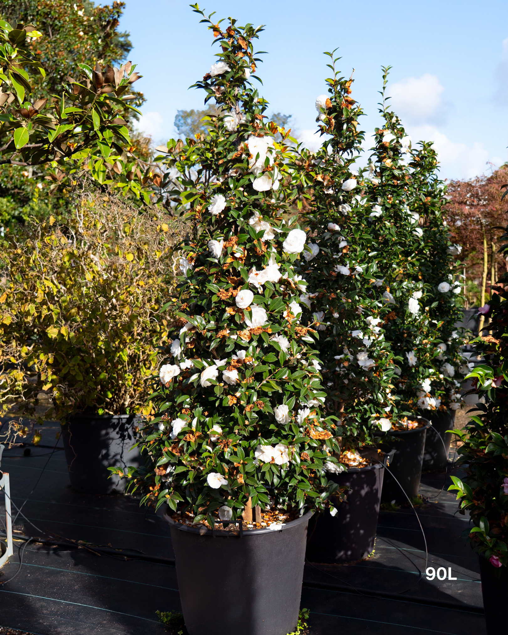 Camellia sasanqua 'Early Pearly' Cone – Early Pearly Camellia Cone