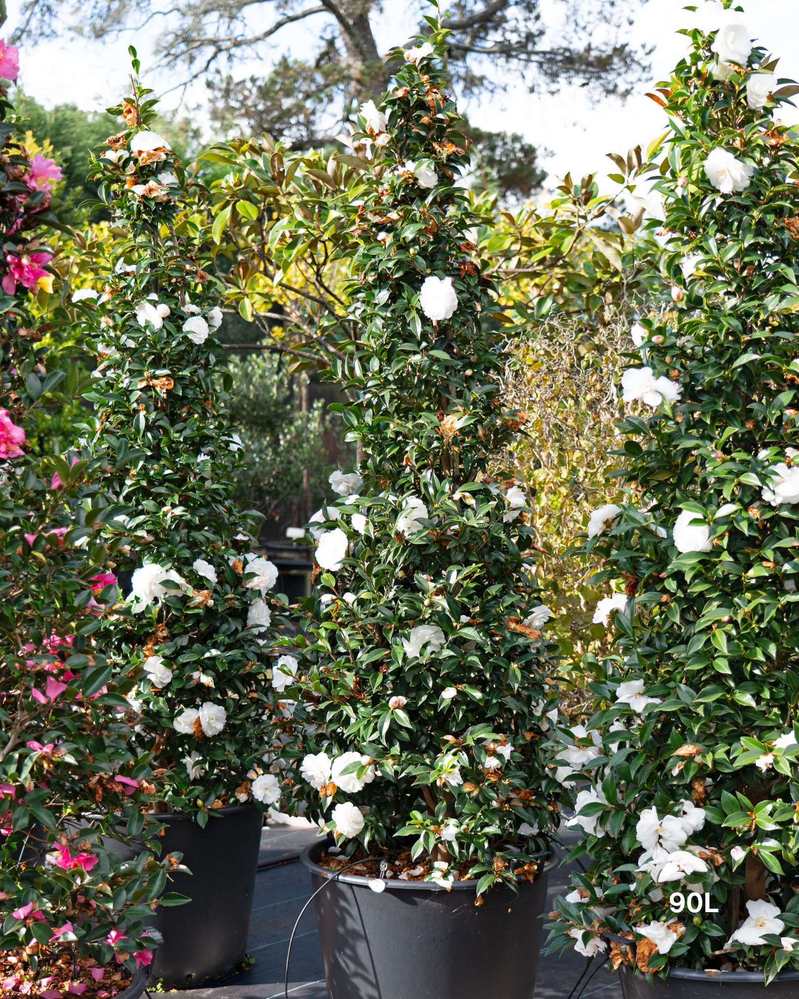 Camellia sasanqua 'Early Pearly' Cone – Early Pearly Camellia Cone