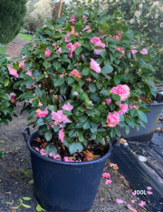 Camellia Japonica Fran Honeyer Balls - Evergreen Trees Direct