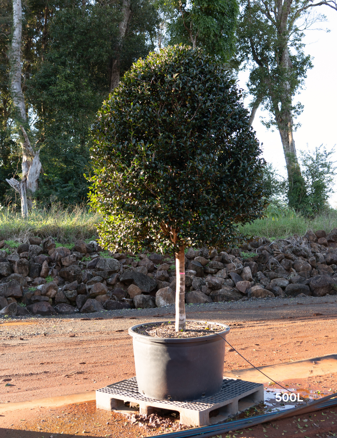 Camellia hiemalis 'Hiryu' Standard Form - Evergreen Trees Direct