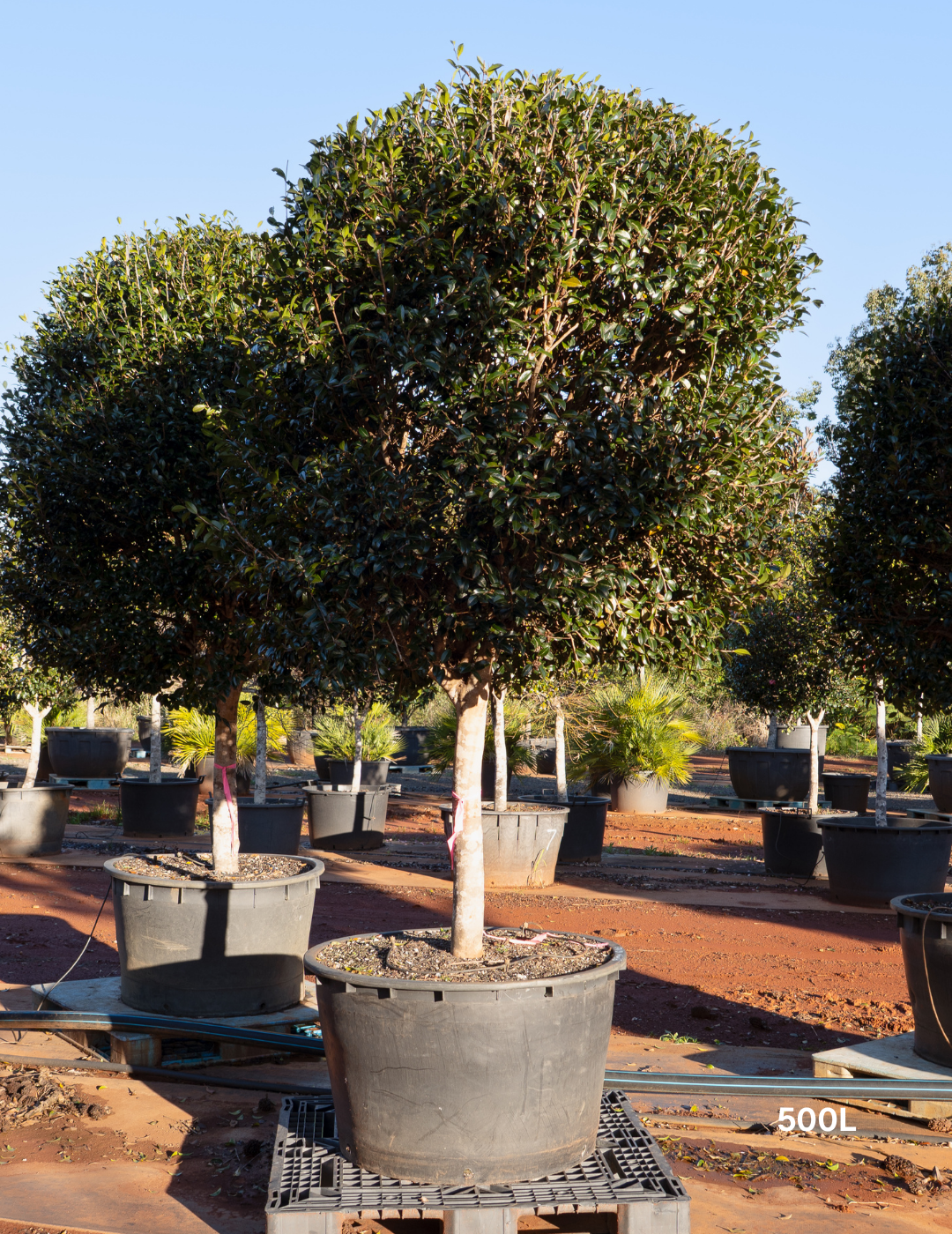 Camellia hiemalis 'Hiryu' Standard Form - Evergreen Trees Direct