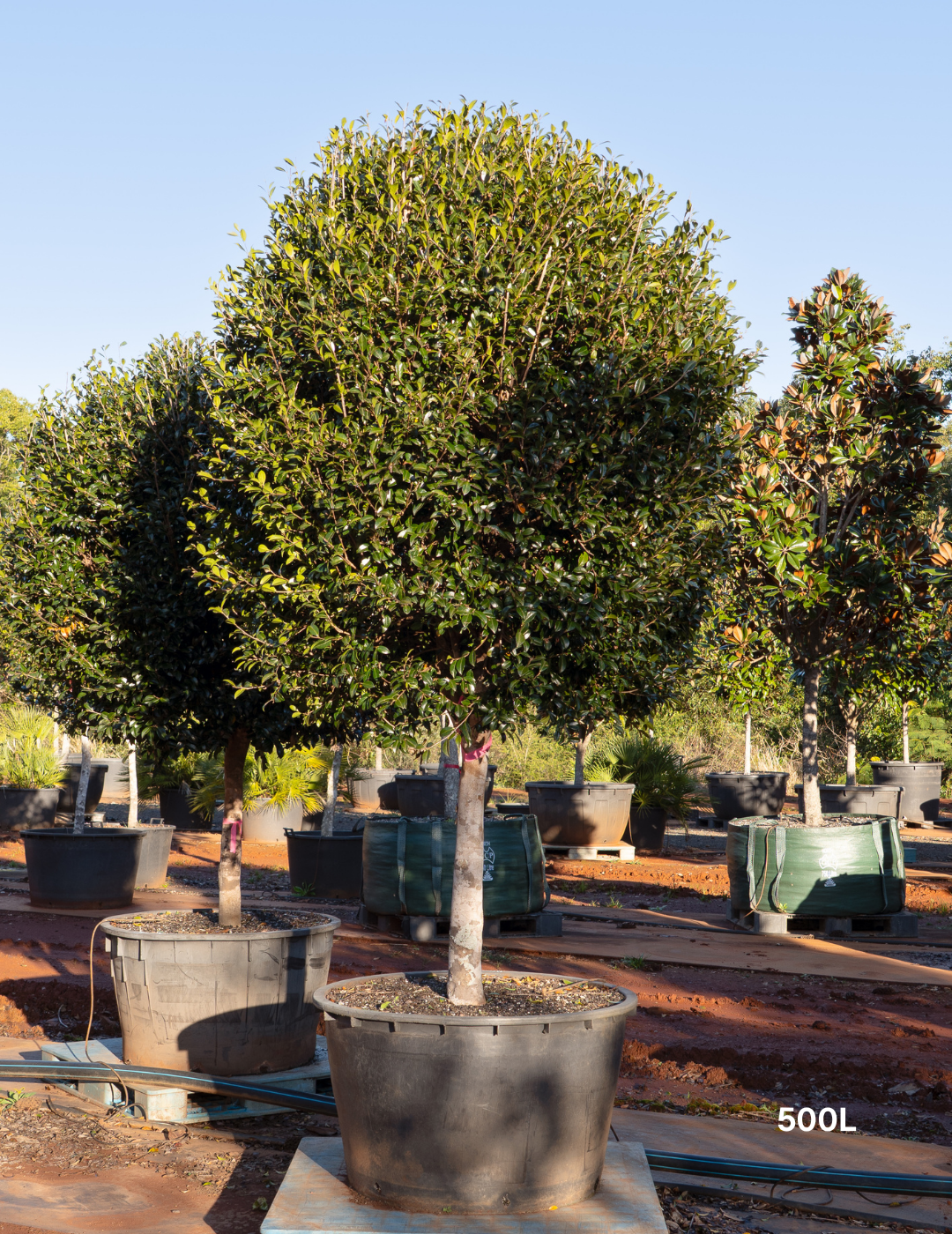 Camellia hiemalis 'Hiryu' Standard Form - Evergreen Trees Direct