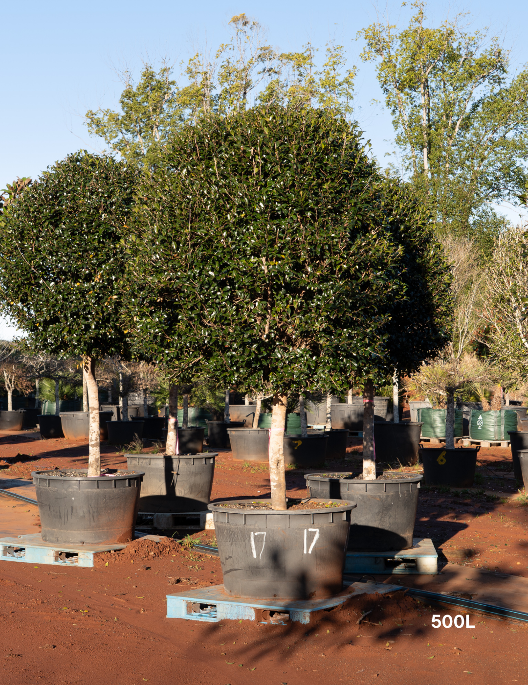 Camellia hiemalis hiryu (sasanqua) Standards - Evergreen Trees Direct