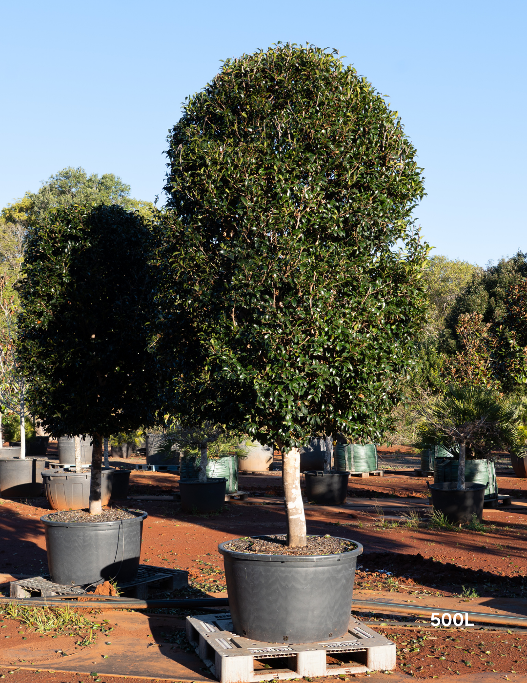 Camellia hiemalis 'Hiryu' Standard Form - Evergreen Trees Direct