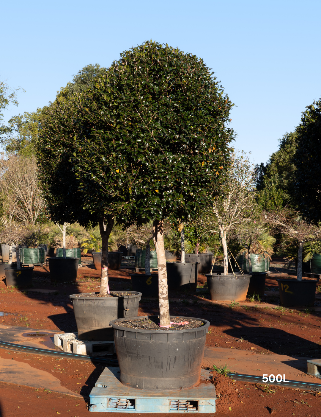 Camellia hiemalis 'Hiryu' Standard Form - Evergreen Trees Direct