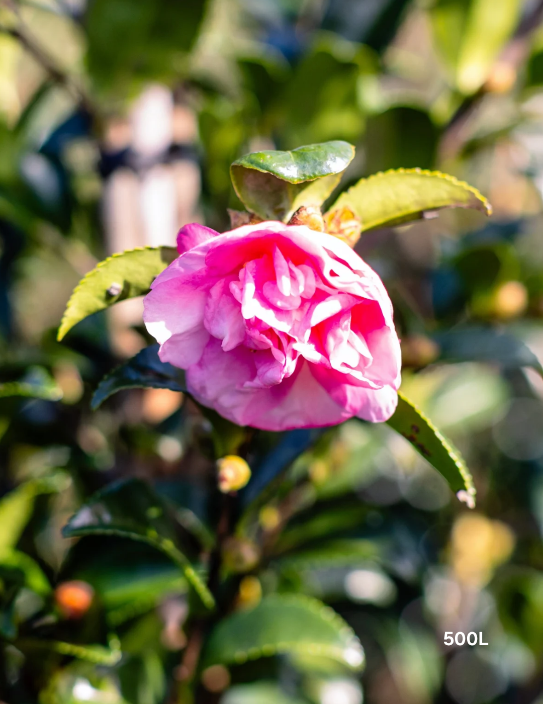 Camellia sasanqua Jennifer Susan Standards