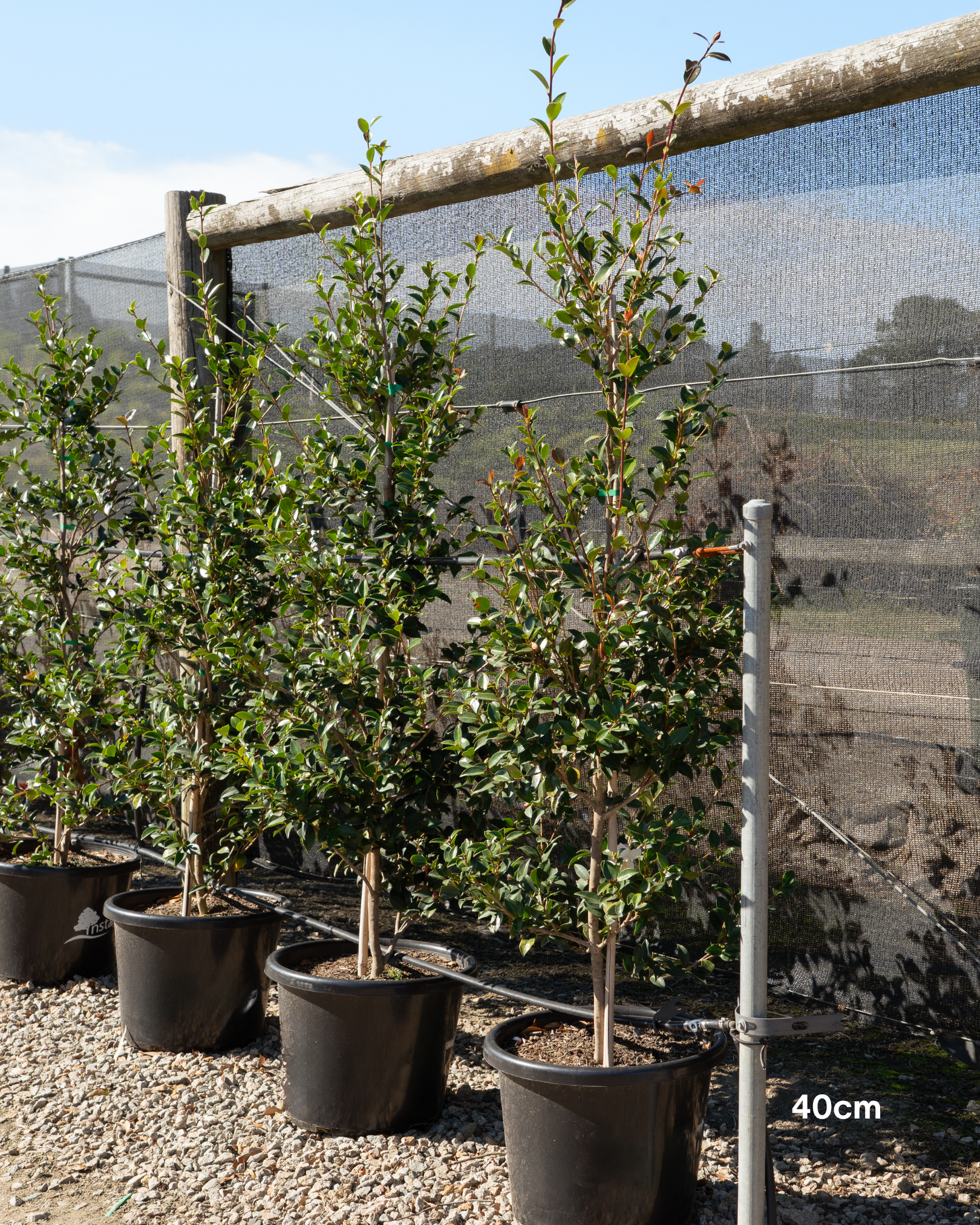 Camellia sasanqua 'Paradise Blush'