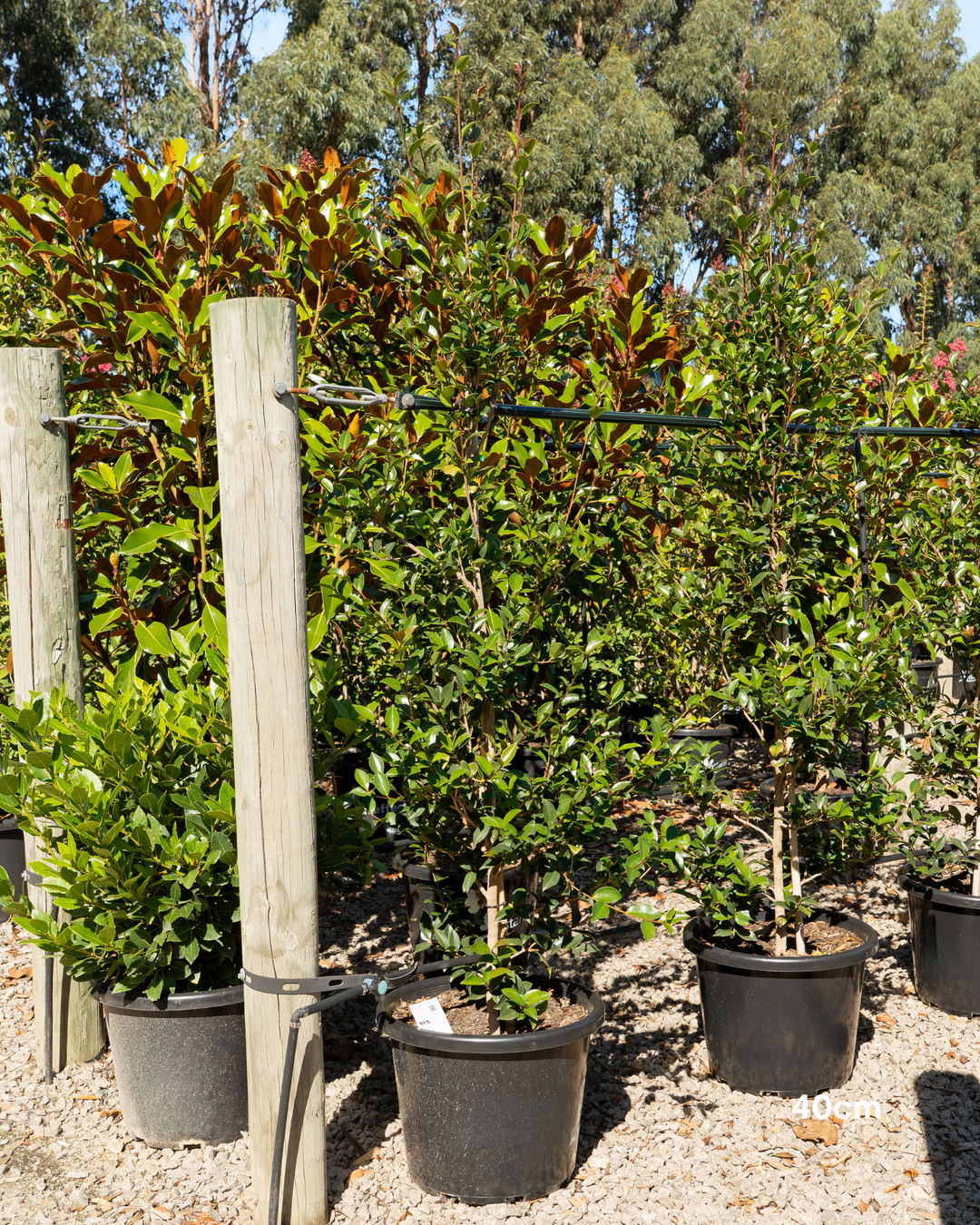 Camellia sasanqua 'Paradise Blush'