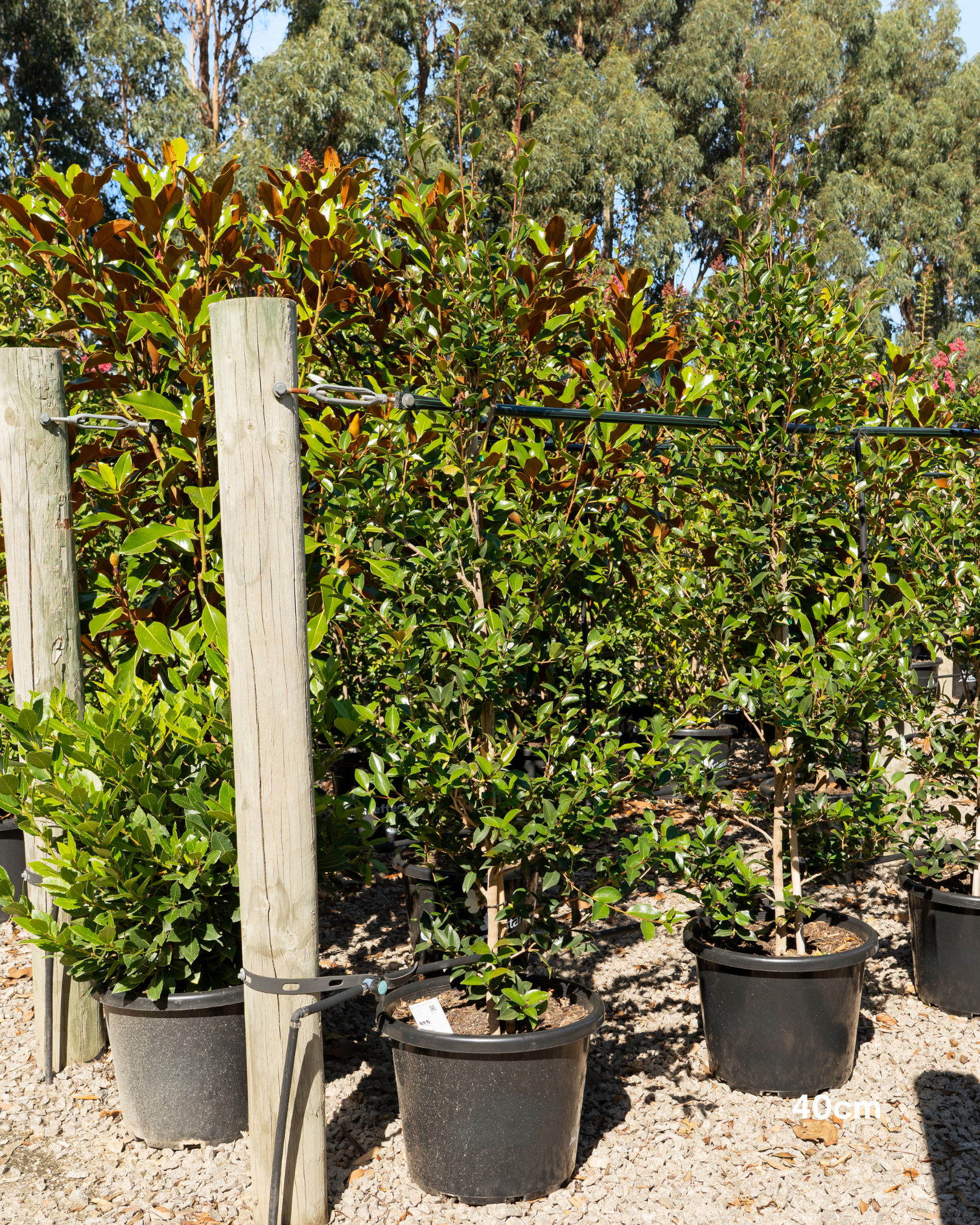 Camellia sasanqua 'Paradise Blush'