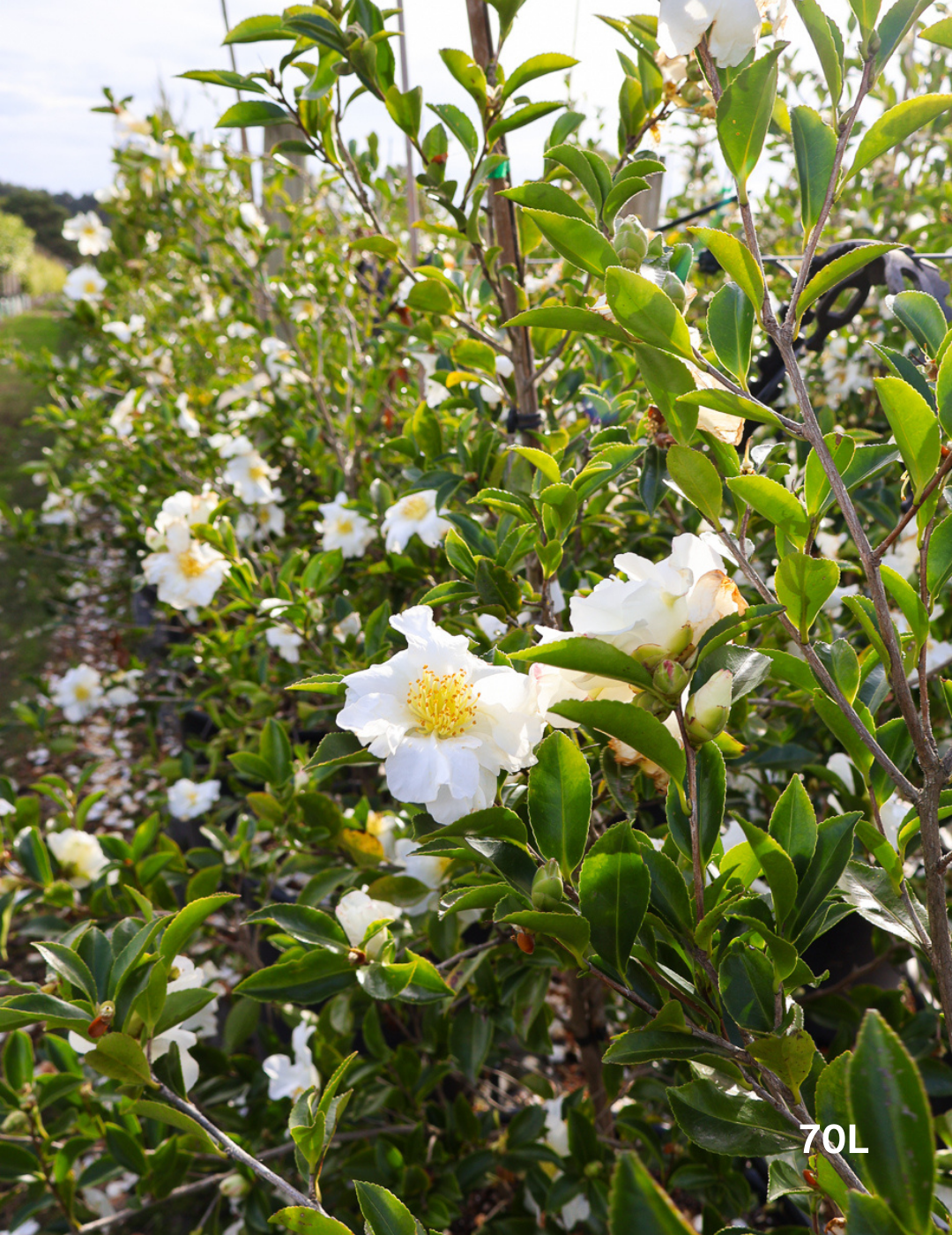 Camellia Sasanqua 'Pure Silk' - Evergreen Trees Direct