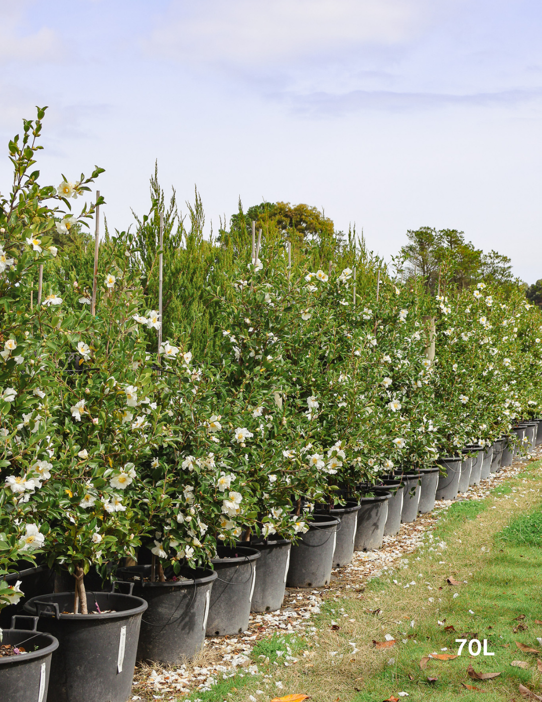 Camellia Sasanqua 'Pure Silk' - Evergreen Trees Direct