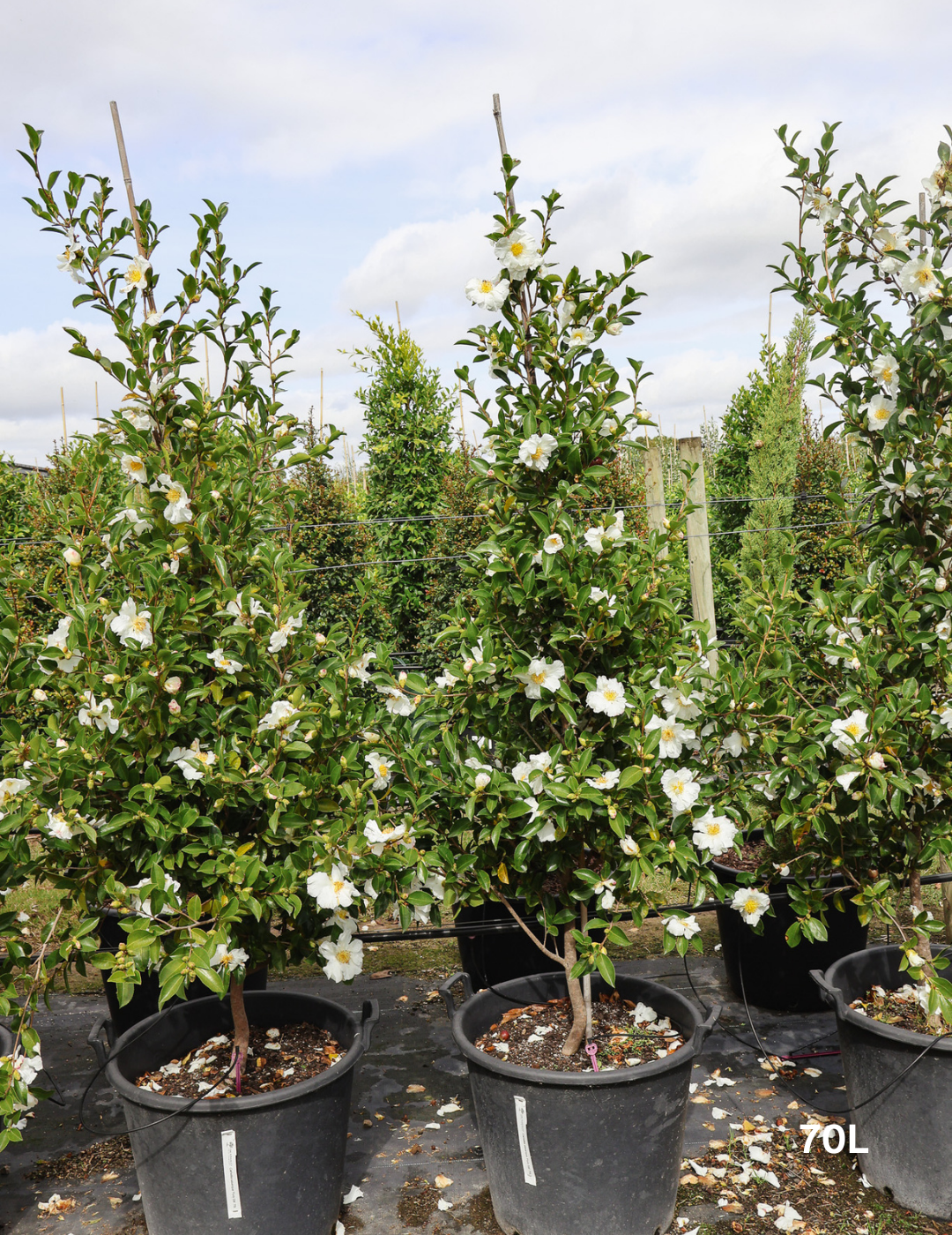 Camellia Sasanqua 'Pure Silk' - Evergreen Trees Direct