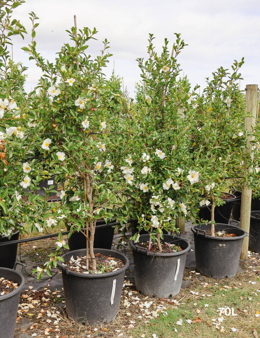 Camellia Sasanqua 'Pure Silk' - Evergreen Trees Direct