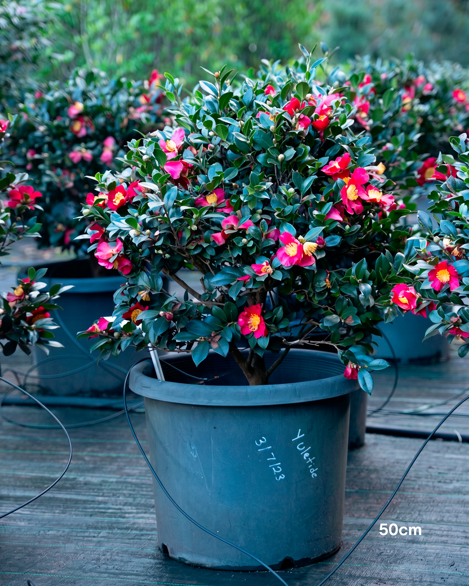 Camellia sasanqua 'Yuletide' – Yuletide Camellia