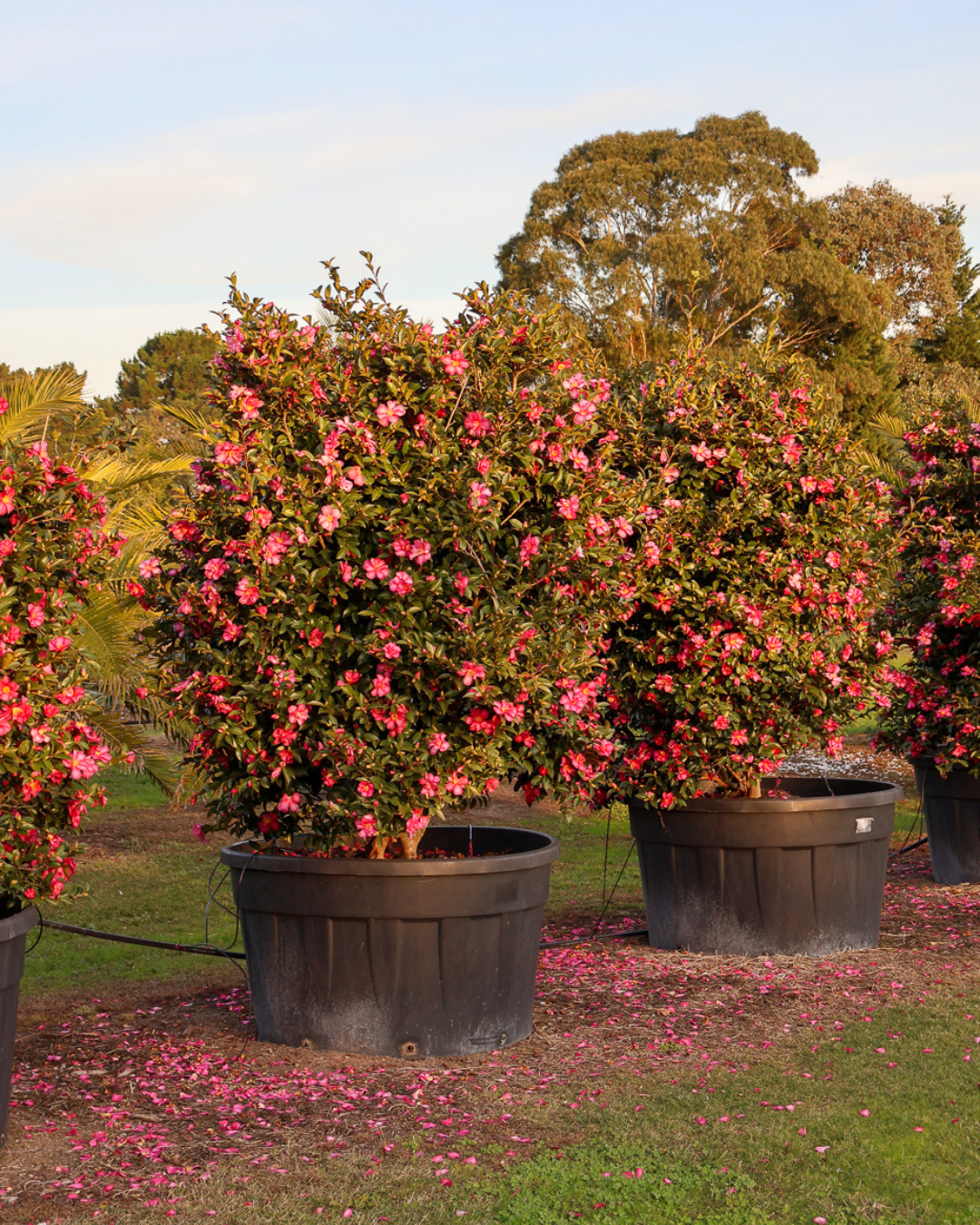 Evergreen Trees Direct