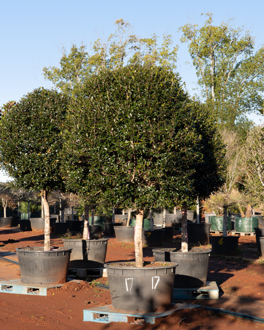 Evergreen Trees Direct