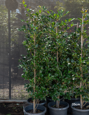Camellia sasanqua 'Paradise Blush' - Evergreen Trees Direct